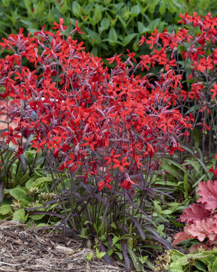 Silene virginica 'Jackson Valentine' (Fire Pink)