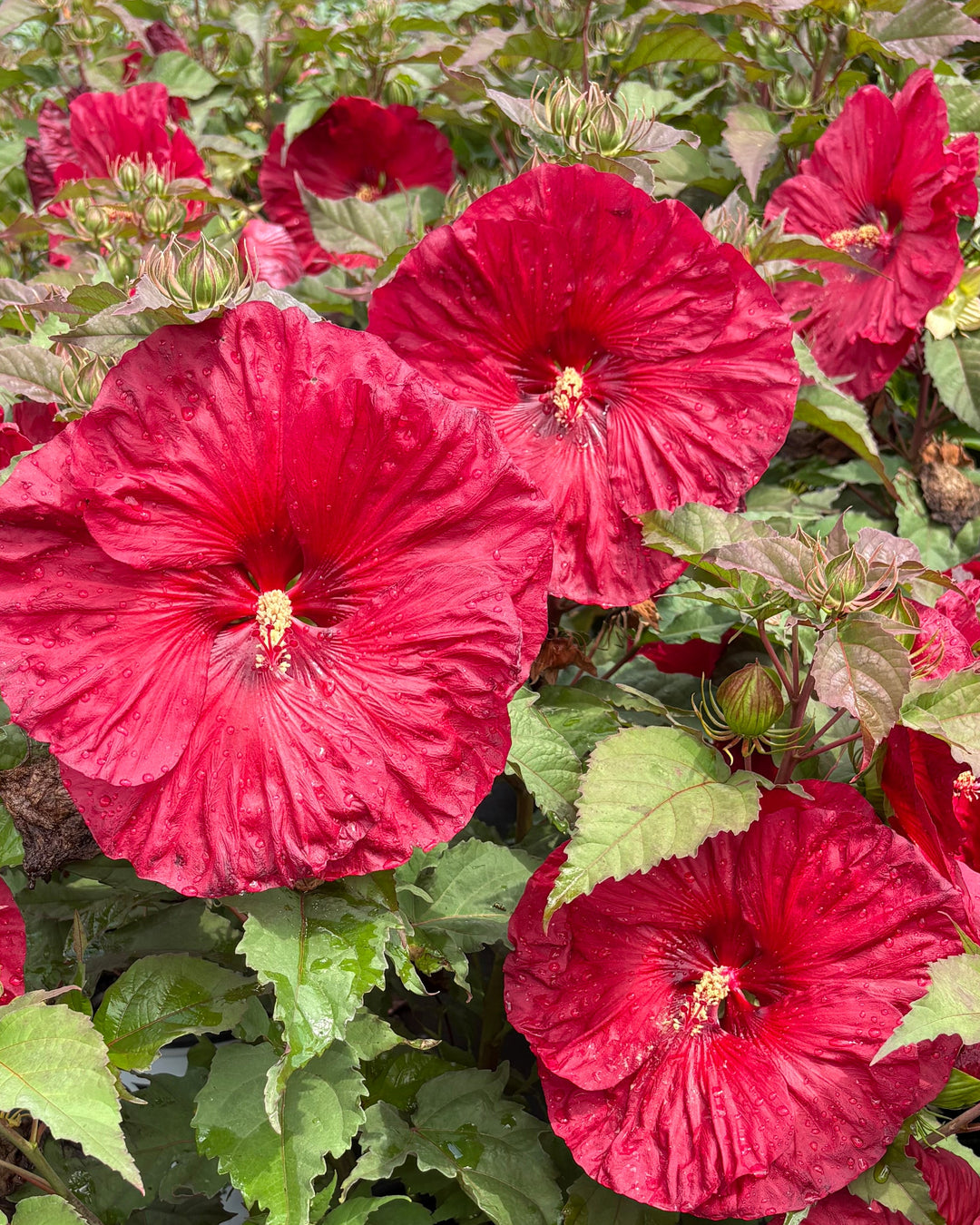 Hibiscus Summerific® 'Valentine's Crush' (Hardy Hibiscus)