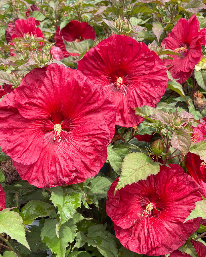Hibiscus Summerific® 'Valentine's Crush' (Hardy Hibiscus)