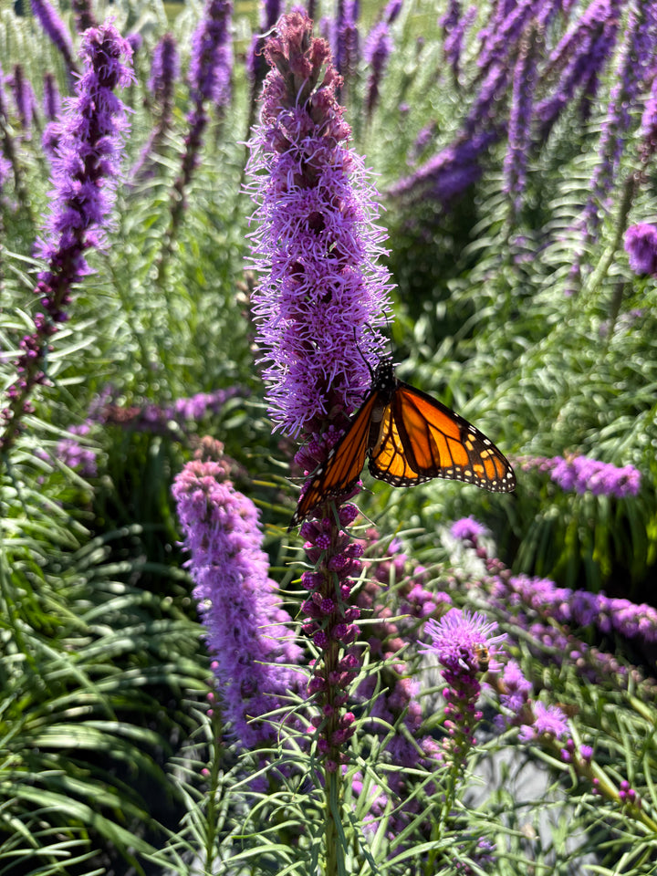 Liatris spicata 'Kobold' (Purple Gay Feather)