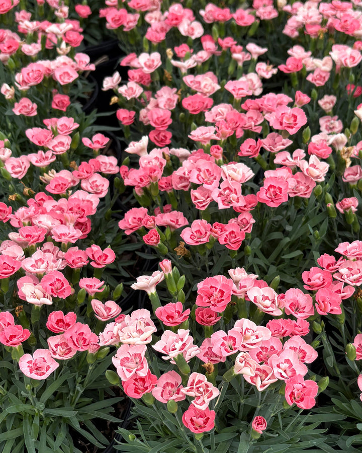 Dianthus x Everlast™ Peach (Garden Pinks)