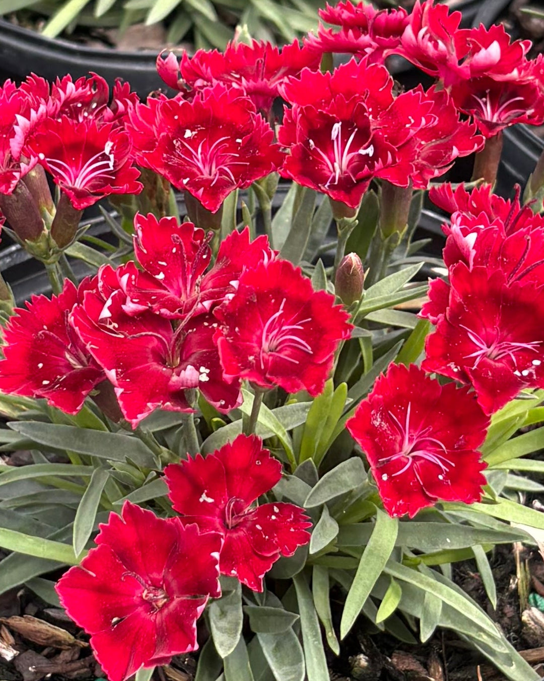Dianthus x Everlast™ Red (Garden Pinks)