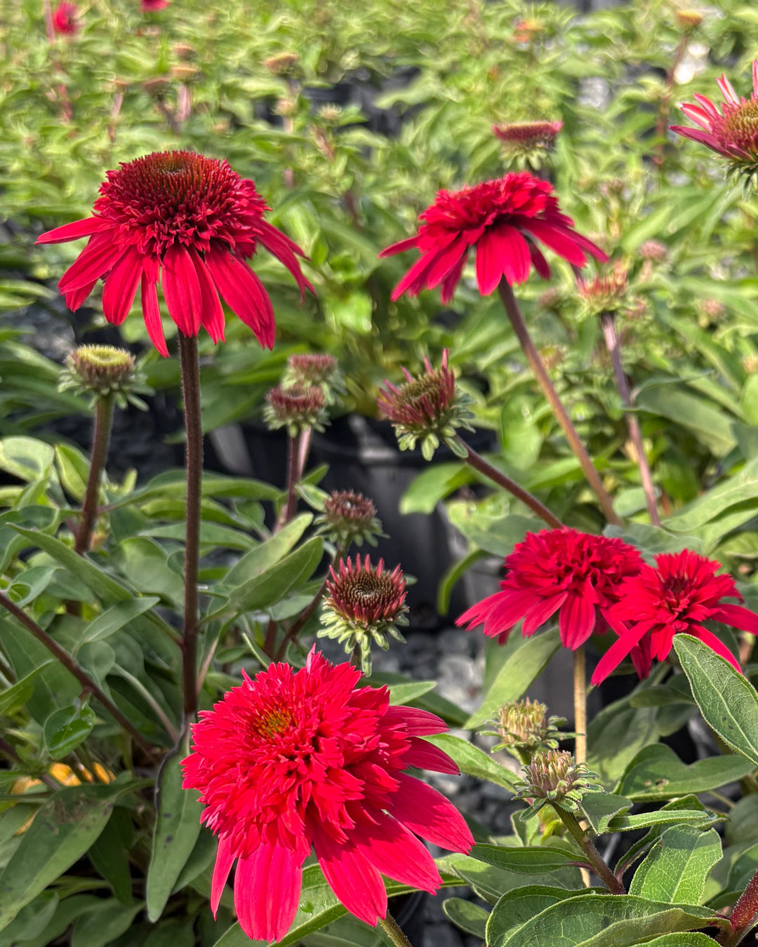 Echinacea x Double Scoop™ Strawberry Deluxe (Coneflower)