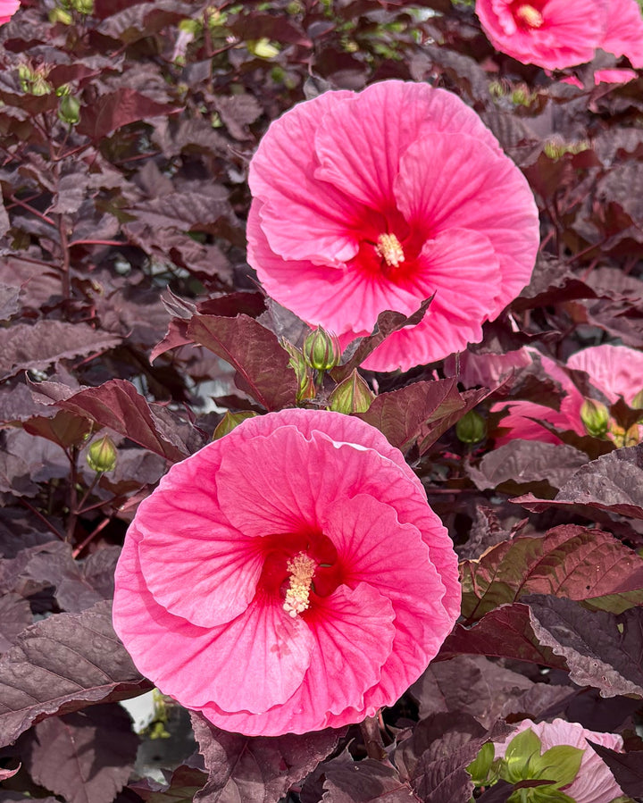Hibiscus Summerific® 'Edge of Night' (Hardy Hibiscus)