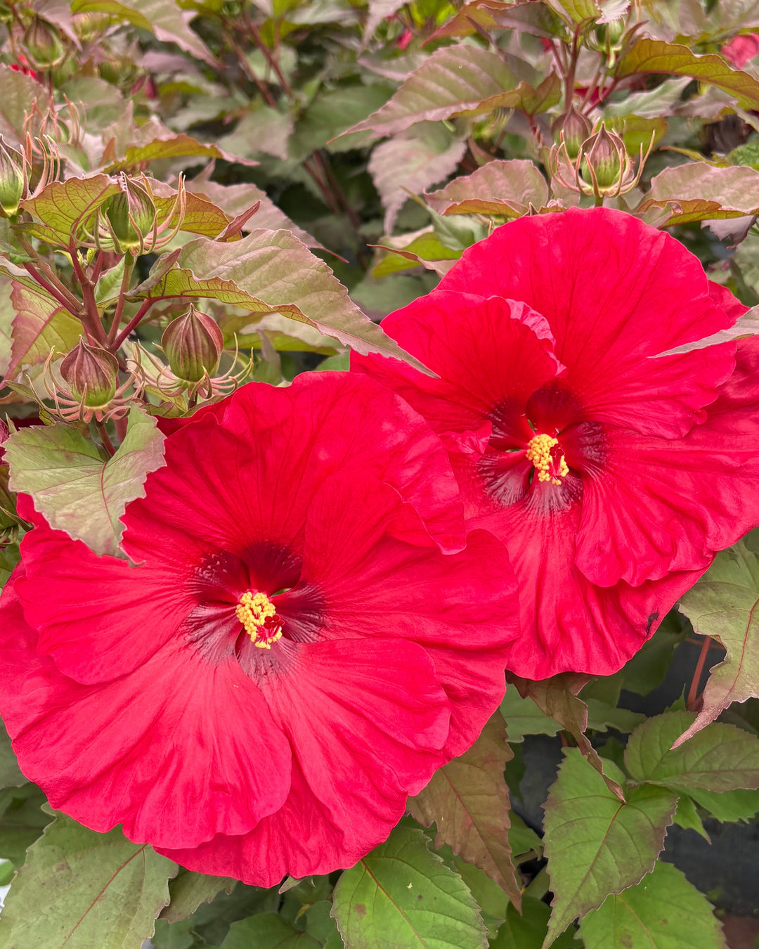 Hibiscus Summerific® 'Valentine's Crush' (Hardy Hibiscus)