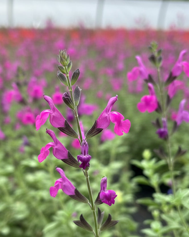 Salvia greggii Arctic Blaze® Purple (Autumn Sage) – Perennial Farm