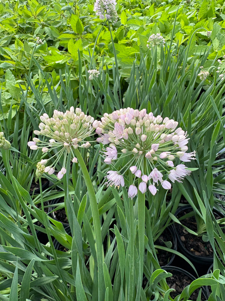 Allium 'Bubble Bath' (Ornamental Onion)
