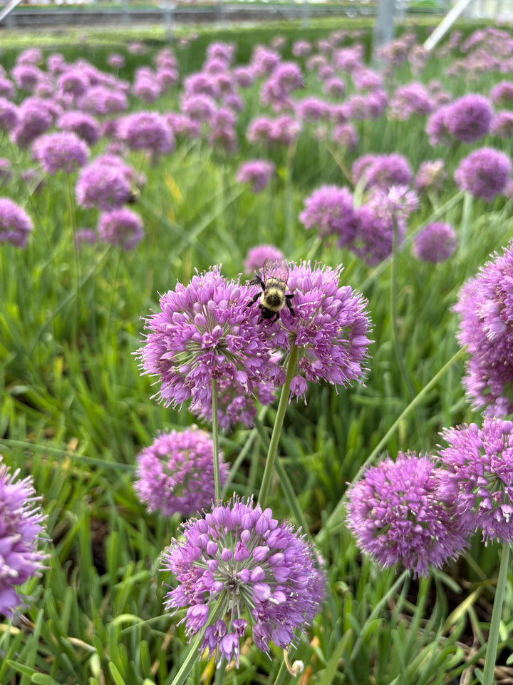 Allium 'Medusa' (Ornamental Onion)