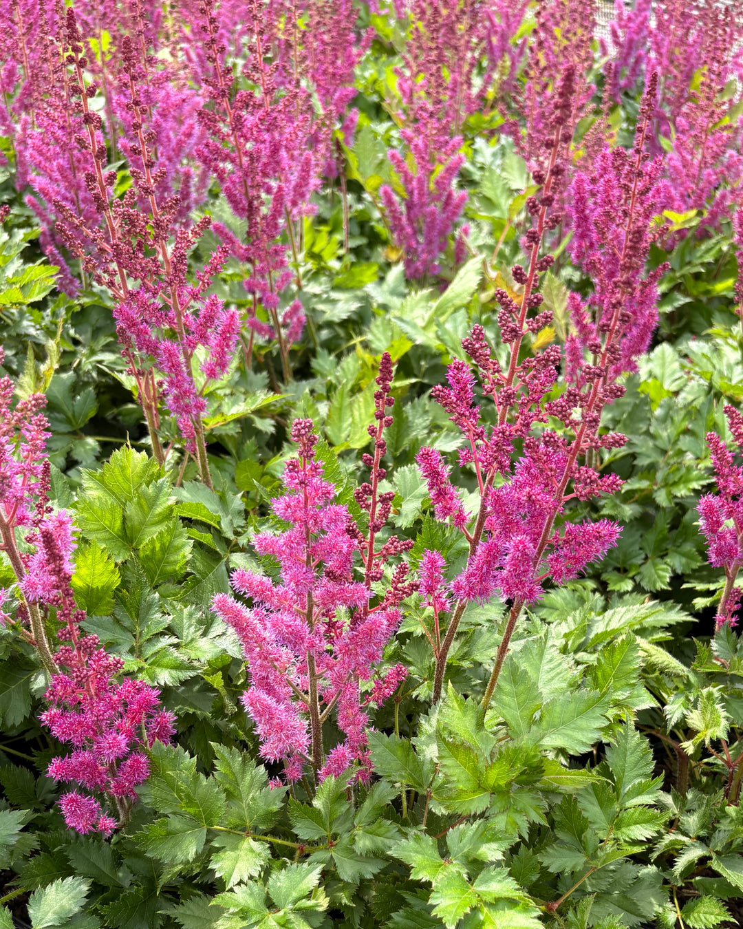 Astilbe chinensis 'Vision in Red' (False Spirea)