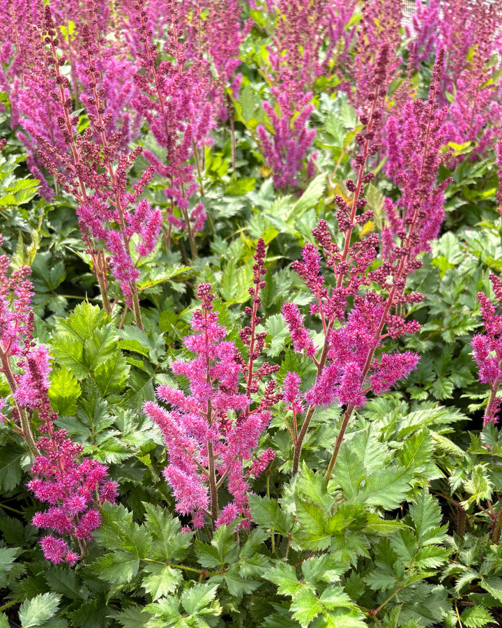 Astilbe chinensis 'Vision in Red' (False Spirea)