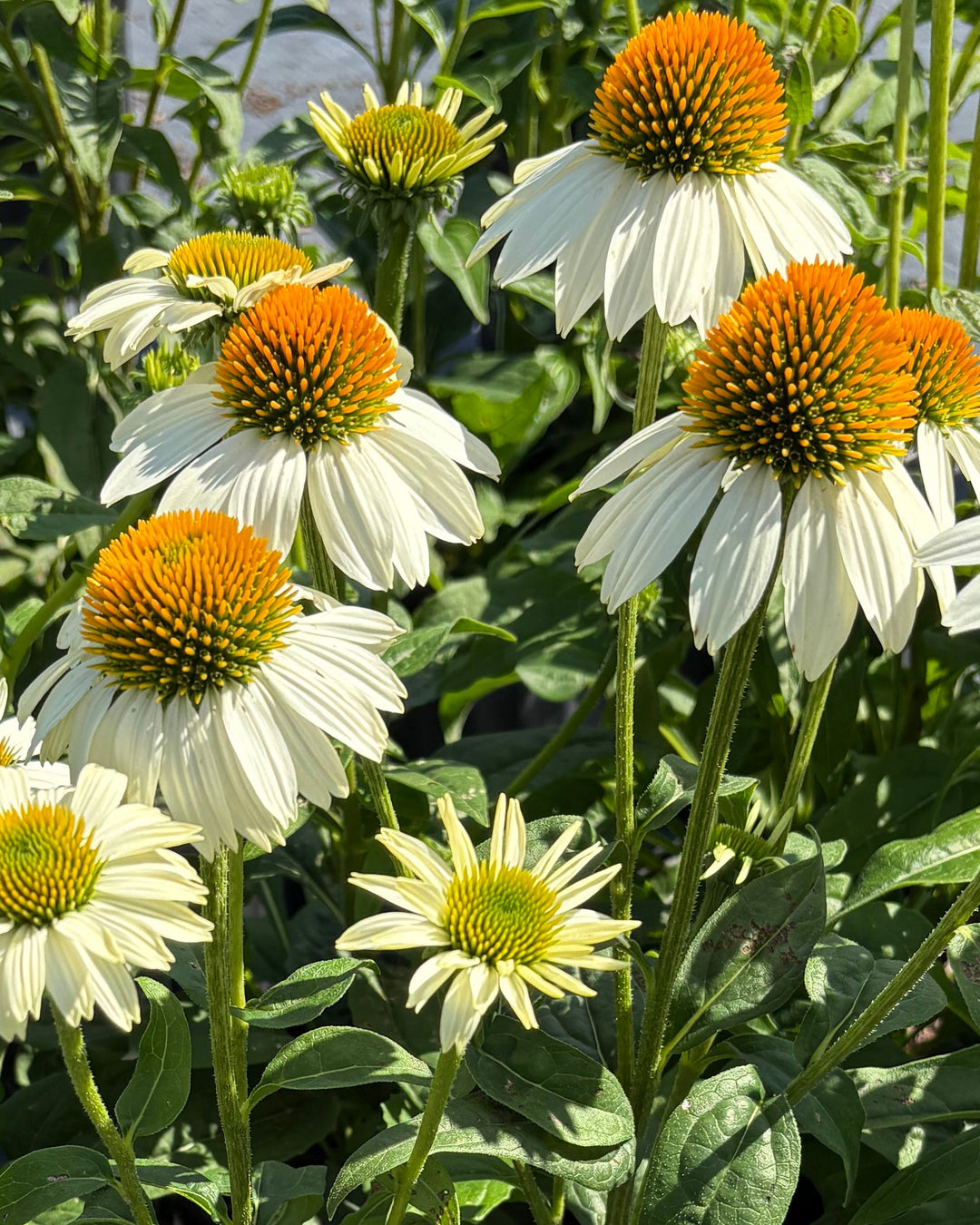 Echinacea purpurea 'PowWow White' (Coneflower)