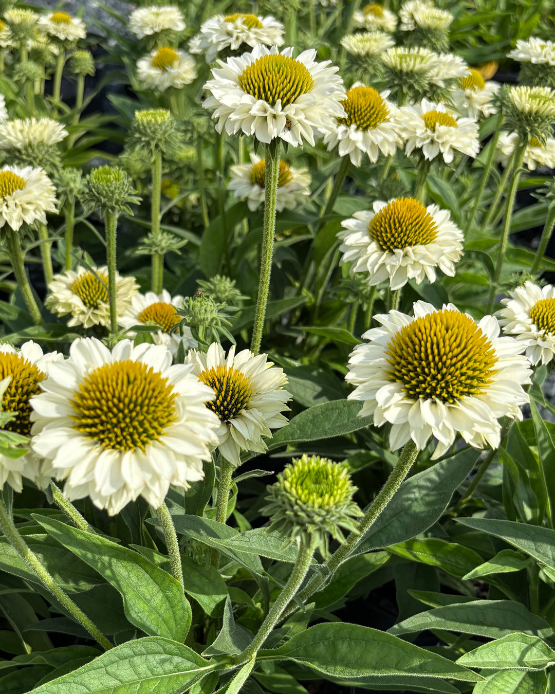 Echinacea x SunSeekers® White Perfection (Coneflower)
