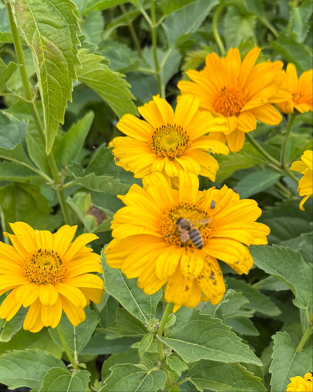 Heliopsis helianthoides 'Summer Sun' (False Sunflower)