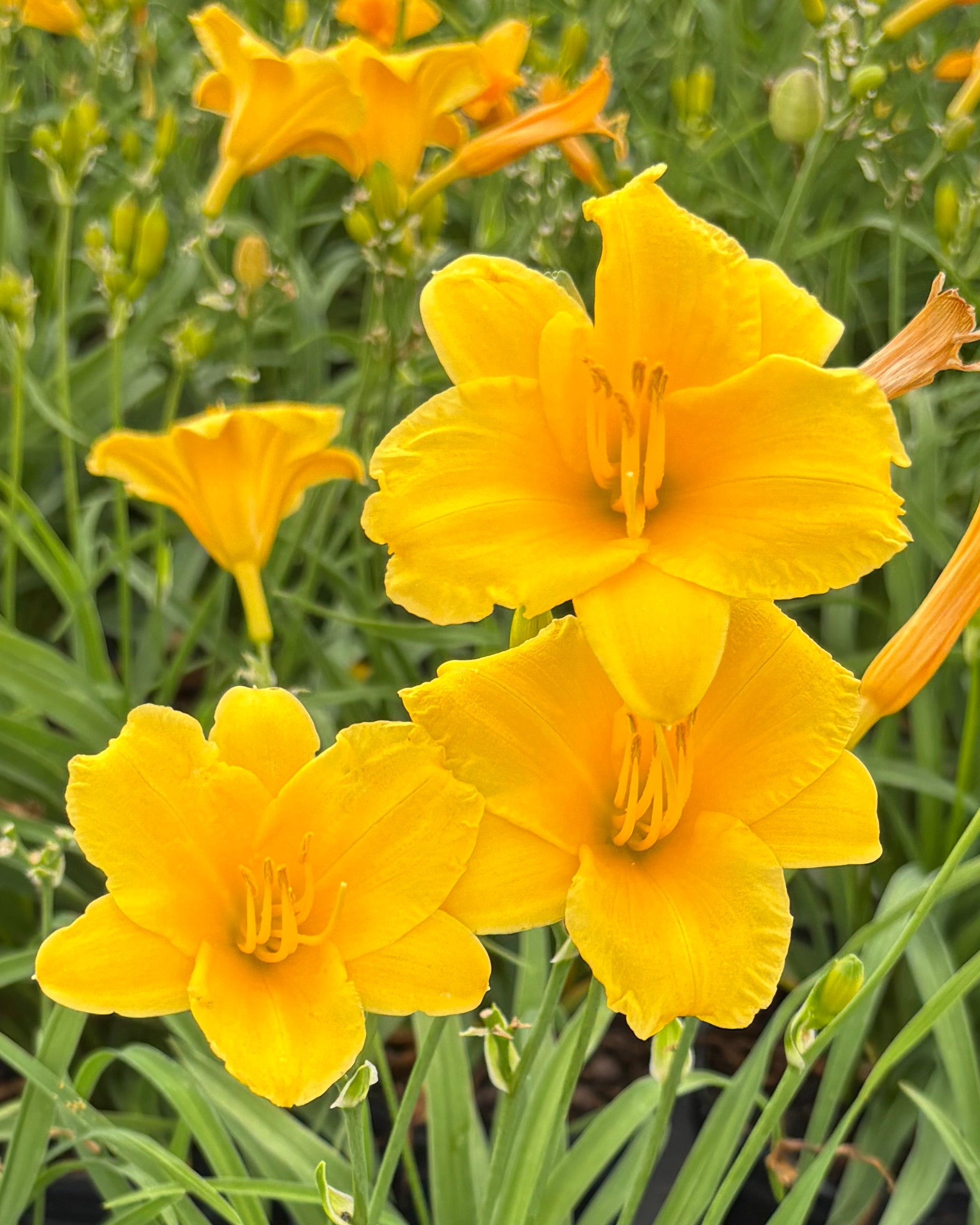 Hemerocallis 'Stella de Oro' (Daylily) – Perennial Farm Marketplace