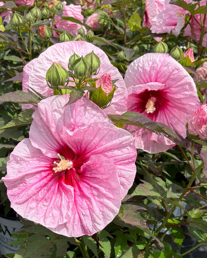 Hibiscus Summerific® 'All Eyes on Me' (Hardy Hibiscus)