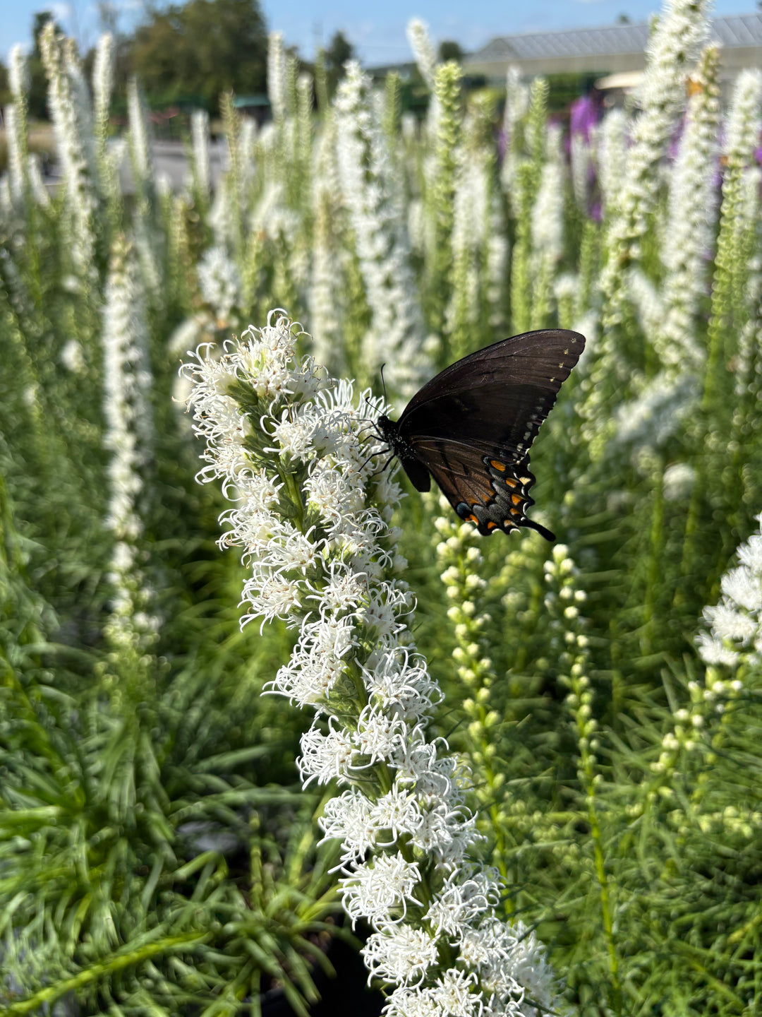 Liatris spicata 'Floristan White' (White Gay Feather)