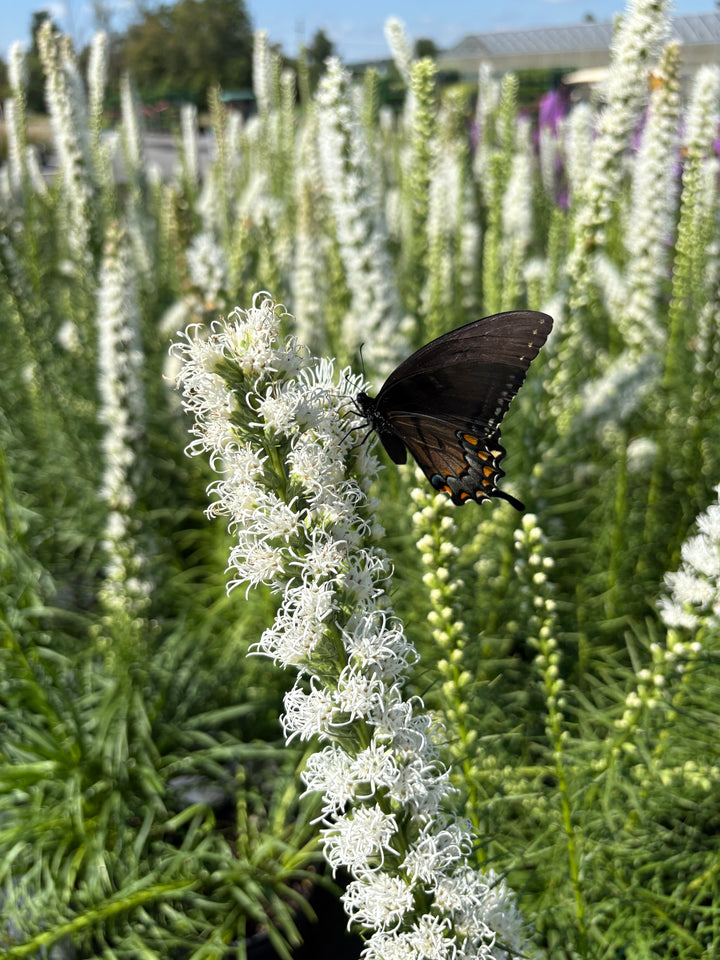 Liatris spicata 'Floristan White' (White Gay Feather)