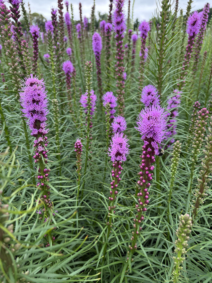 Liatris spicata 'Kobold' (Purple Gay Feather)