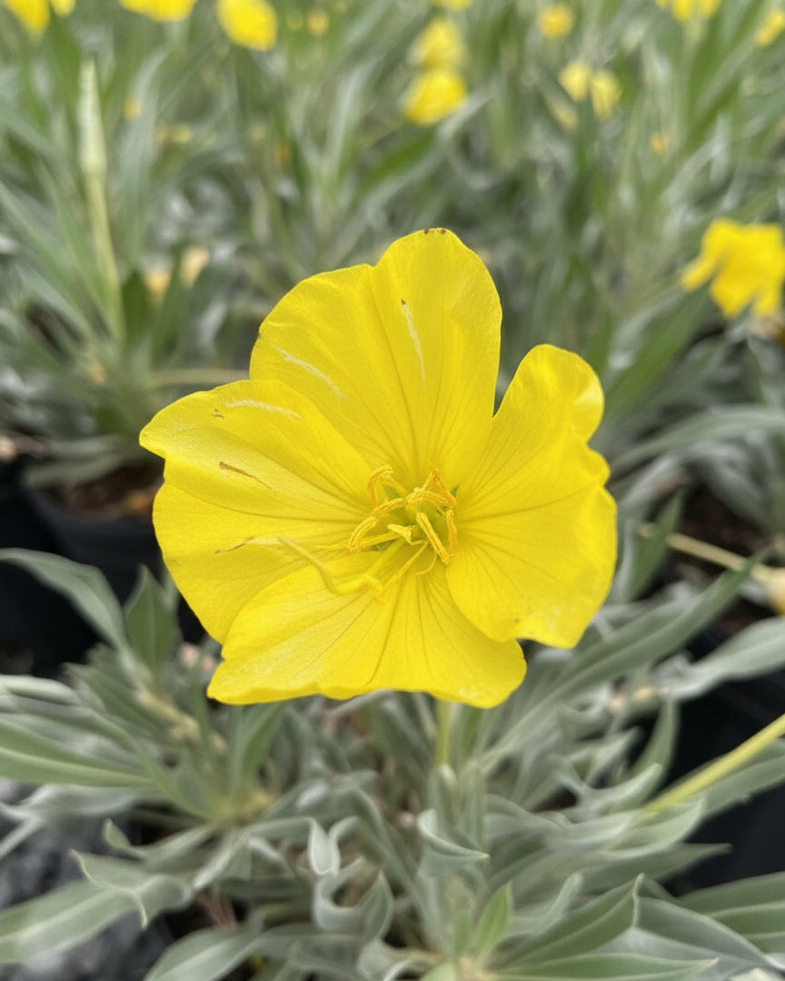 Oenothera missourensis ‘Evening Sun’ (Ozark Sundrop)