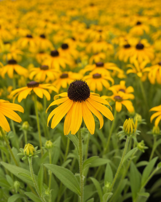 Rudbeckia x 'American Gold Rush' (Black-eyed Susan)