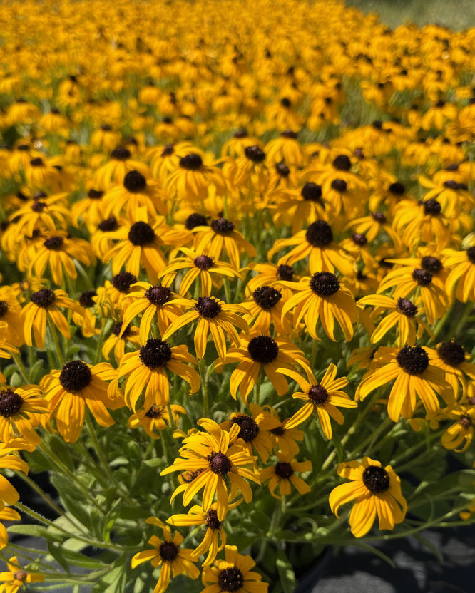 Rudbeckia x 'American Gold Rush' (Black-eyed Susan)