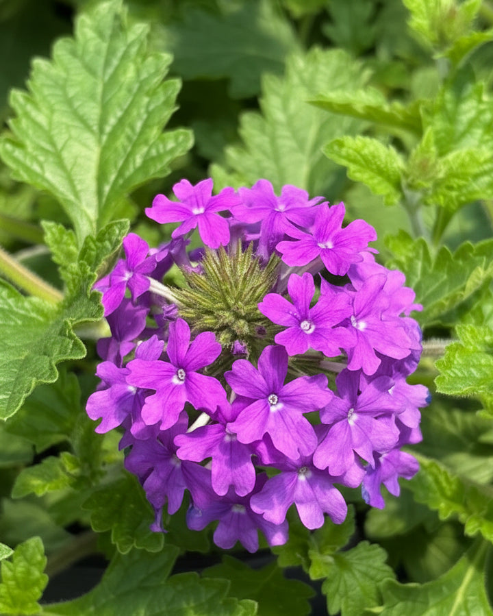 Verbena x 'Homestead Purple' (Vervain)