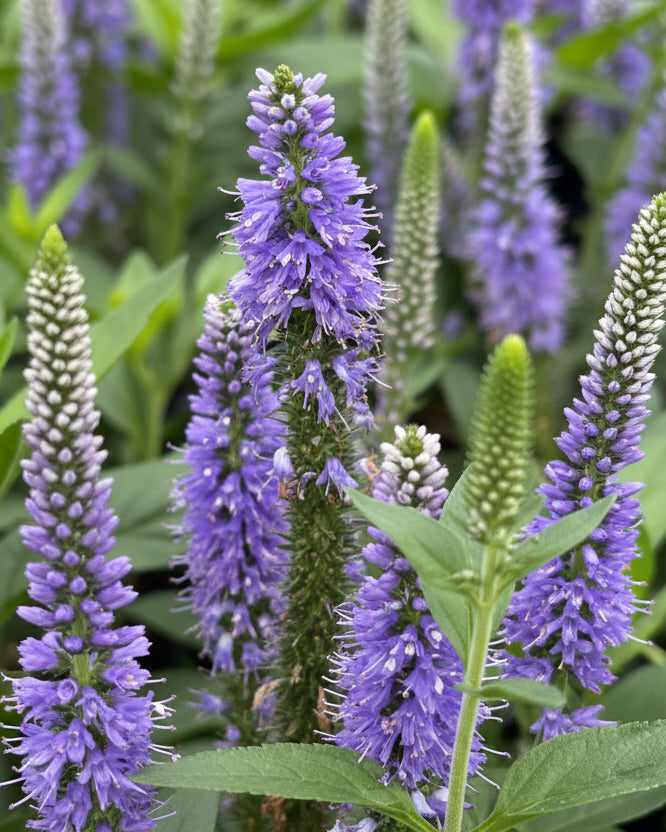 Veronica longifolia Skyward™ Blue (Long-leafed Speedwell)