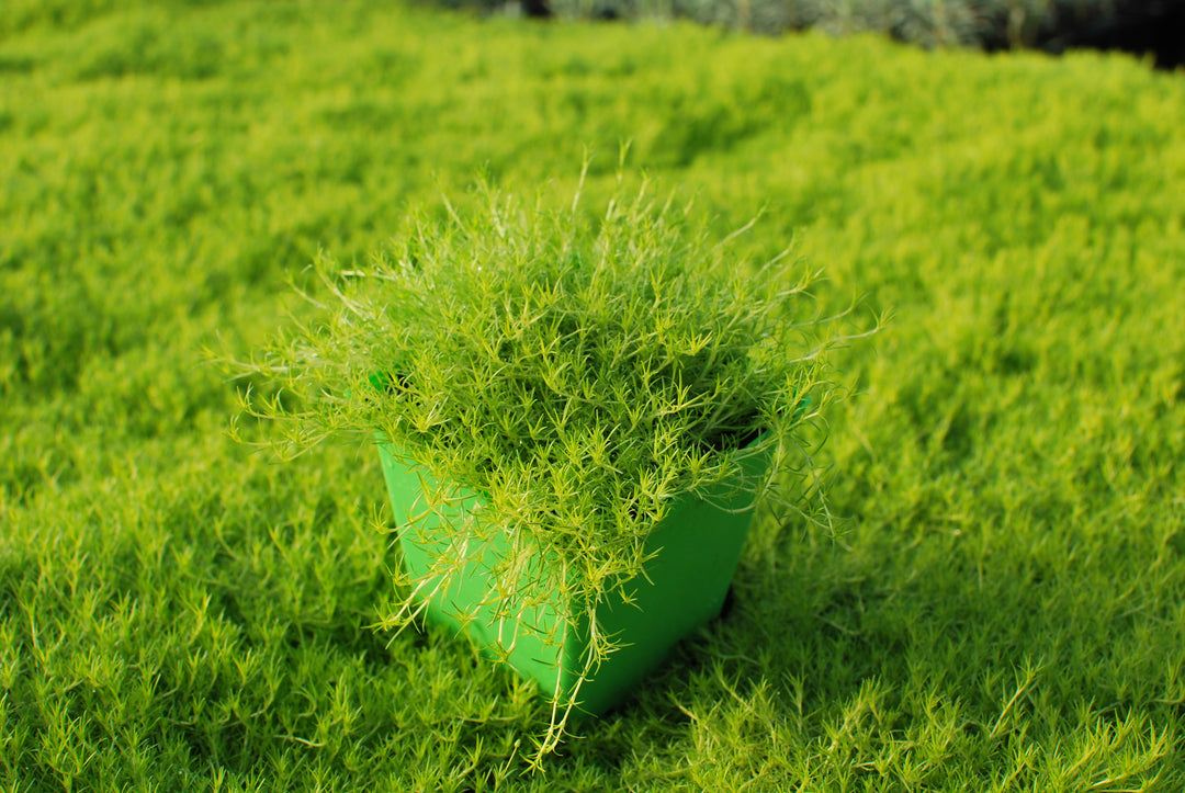 Sagina subulata 'Aurea' (Scotch Moss)