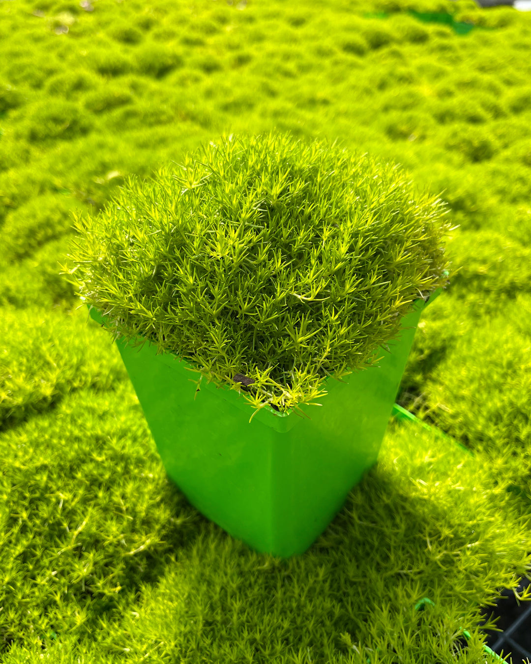 Sagina subulata 'Aurea' (Scotch Moss)