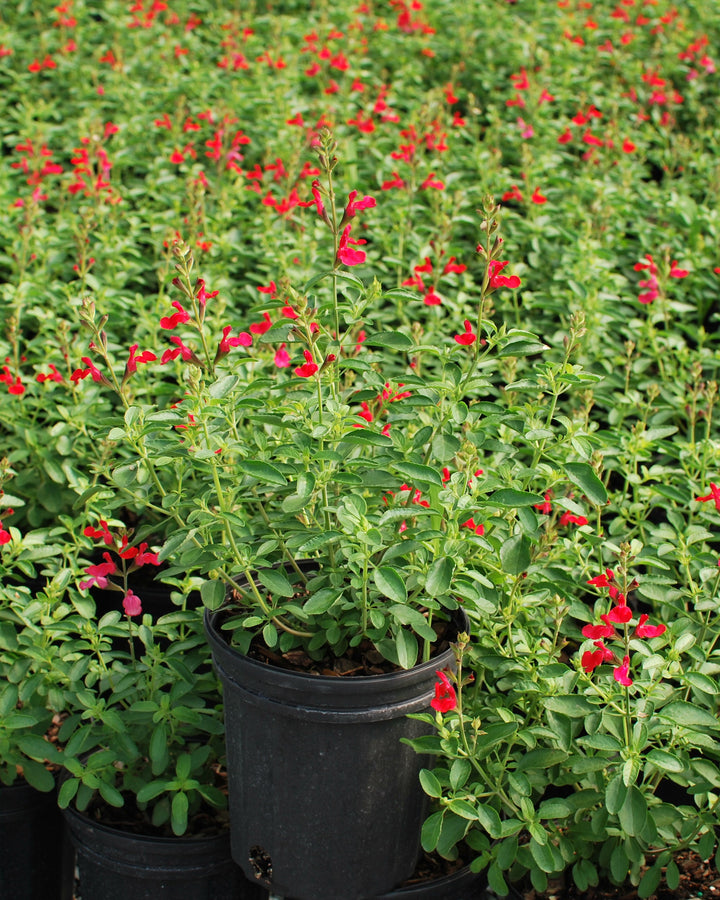 Salvia greggii Arctic Blaze® Red (Autumn Sage)