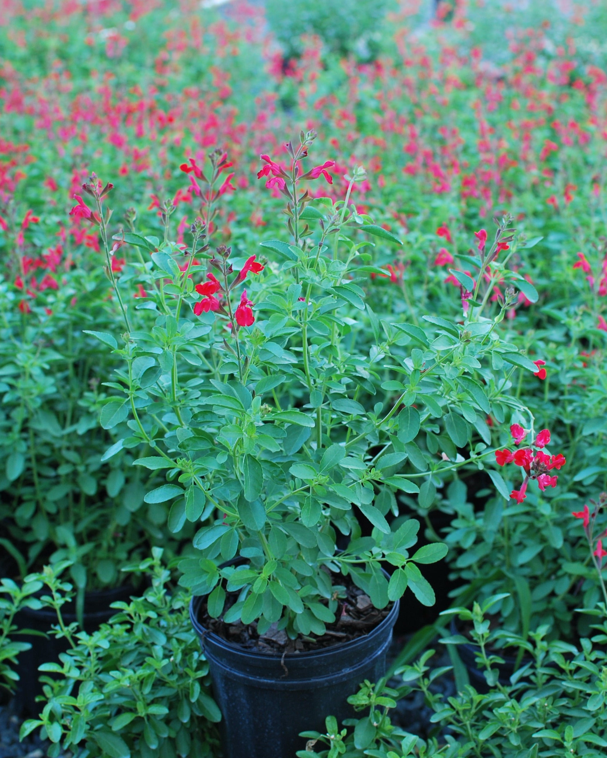 Salvia greggii Arctic Blaze® Red (Autumn Sage) – Perennial Farm