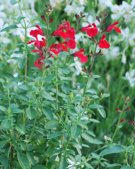 Salvia greggii Arctic Blaze® Red (Autumn Sage)