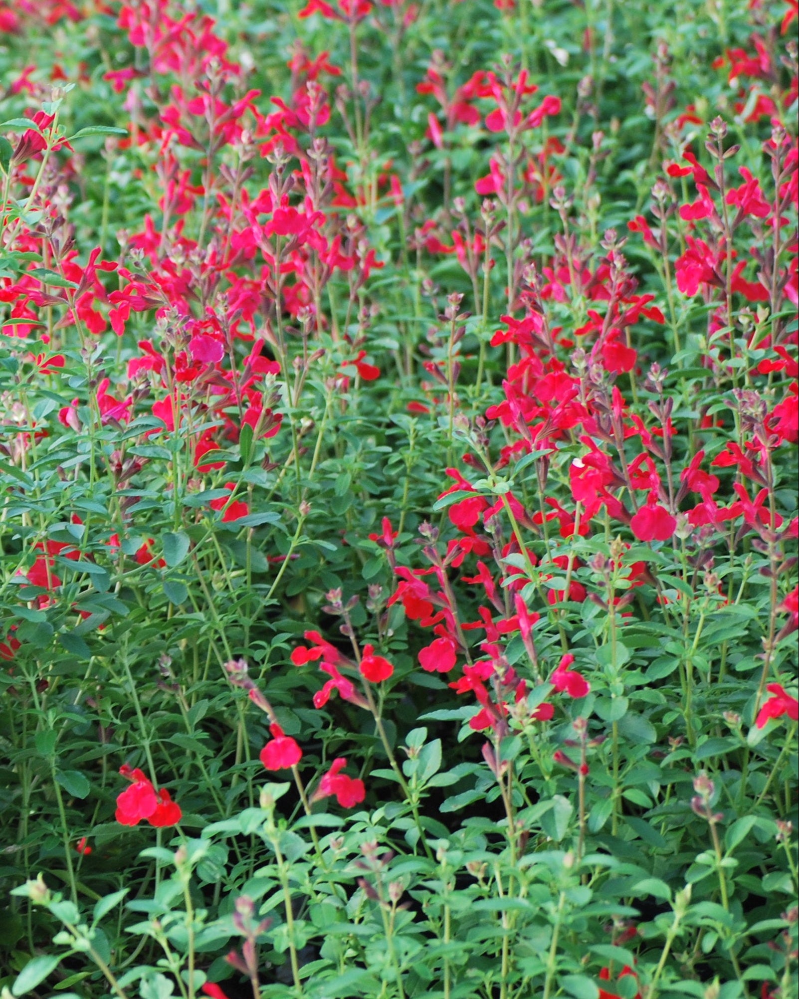 Salvia greggii Arctic Blaze® Red (Autumn Sage) – Perennial Farm
