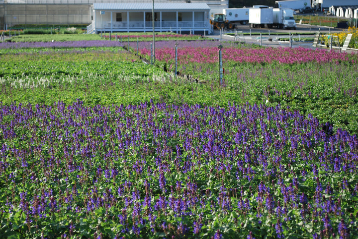 Salvia n. 'Blue by You' (Sage)