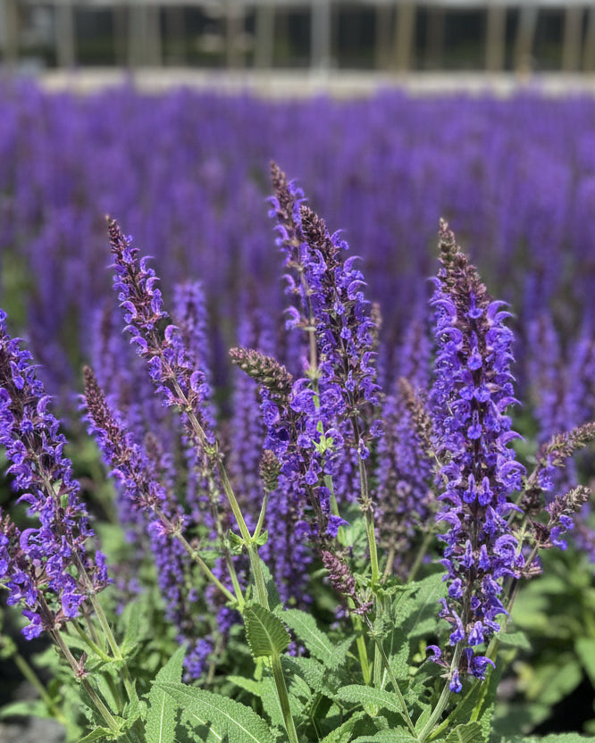 Salvia n. 'Blue by You' (Sage)