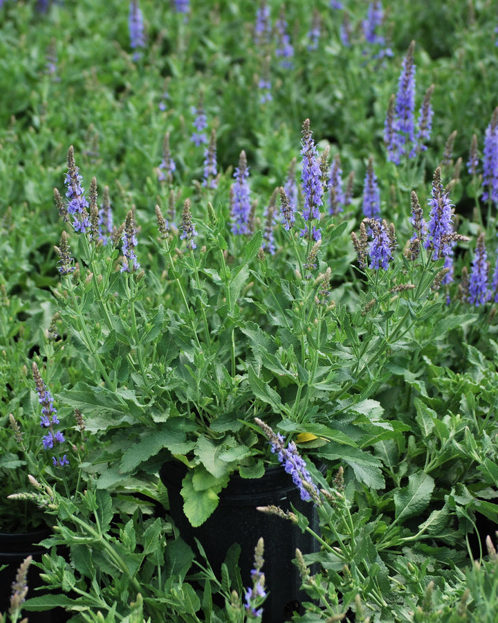 Salvia nemorosa 'Blue Hill' (Sage)
