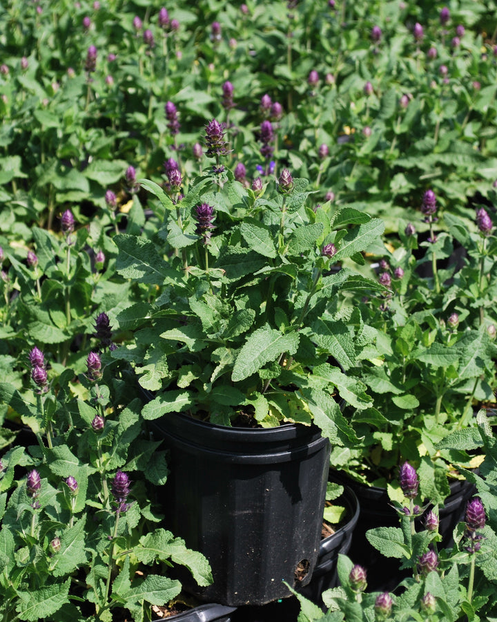 Salvia nemorosa 'Blue Marvel' (Sage)