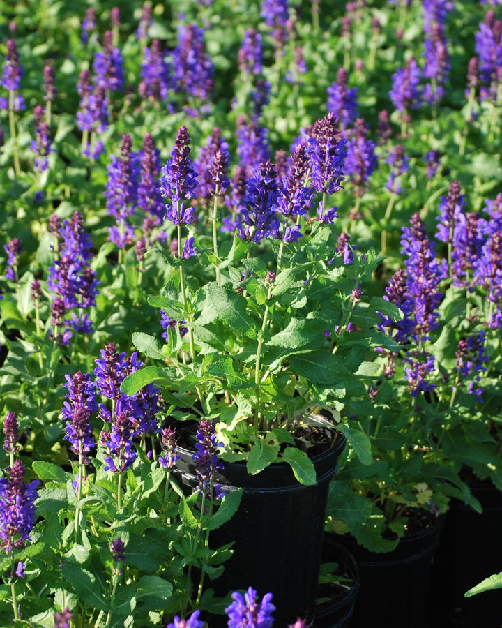 Salvia nemorosa 'Blue Marvel' (Sage)