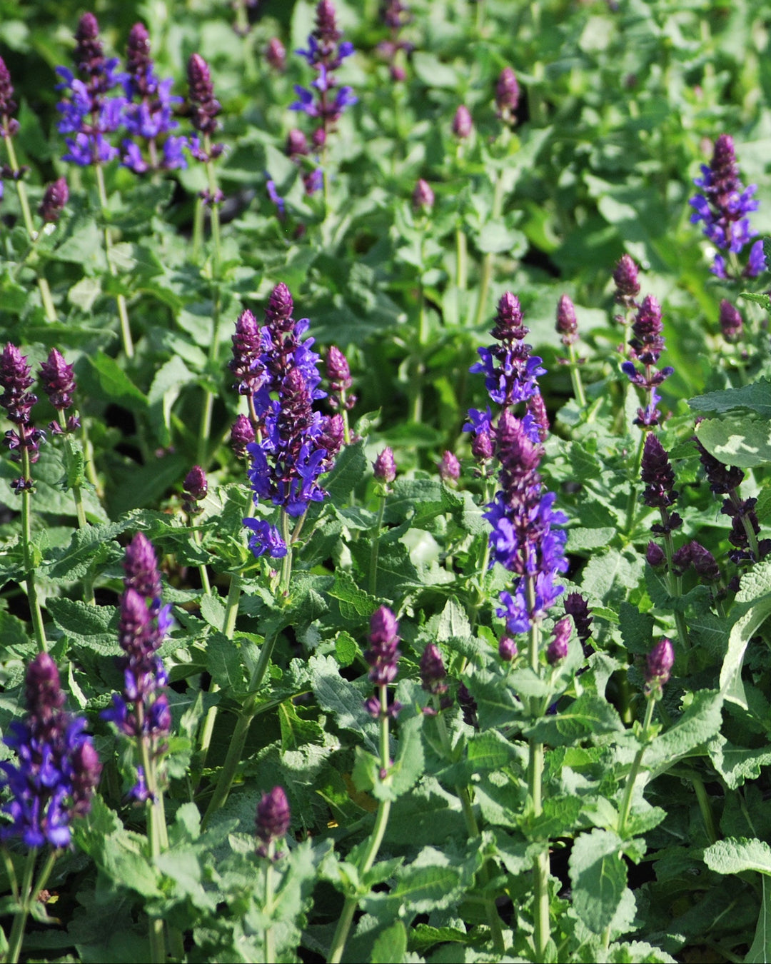 Salvia nemorosa 'Blue Marvel' (Sage)