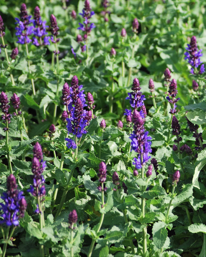 Salvia nemorosa 'Blue Marvel' (Sage)