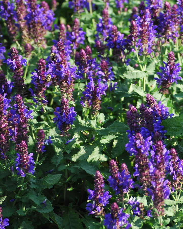 Salvia nemorosa 'Blue Marvel' (Sage)
