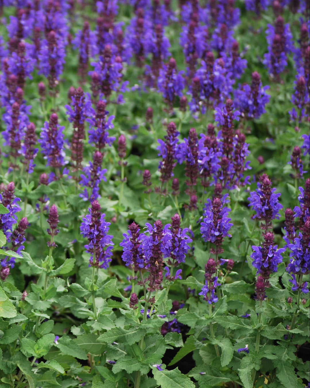 Salvia nemorosa 'Blue Marvel' (Sage)