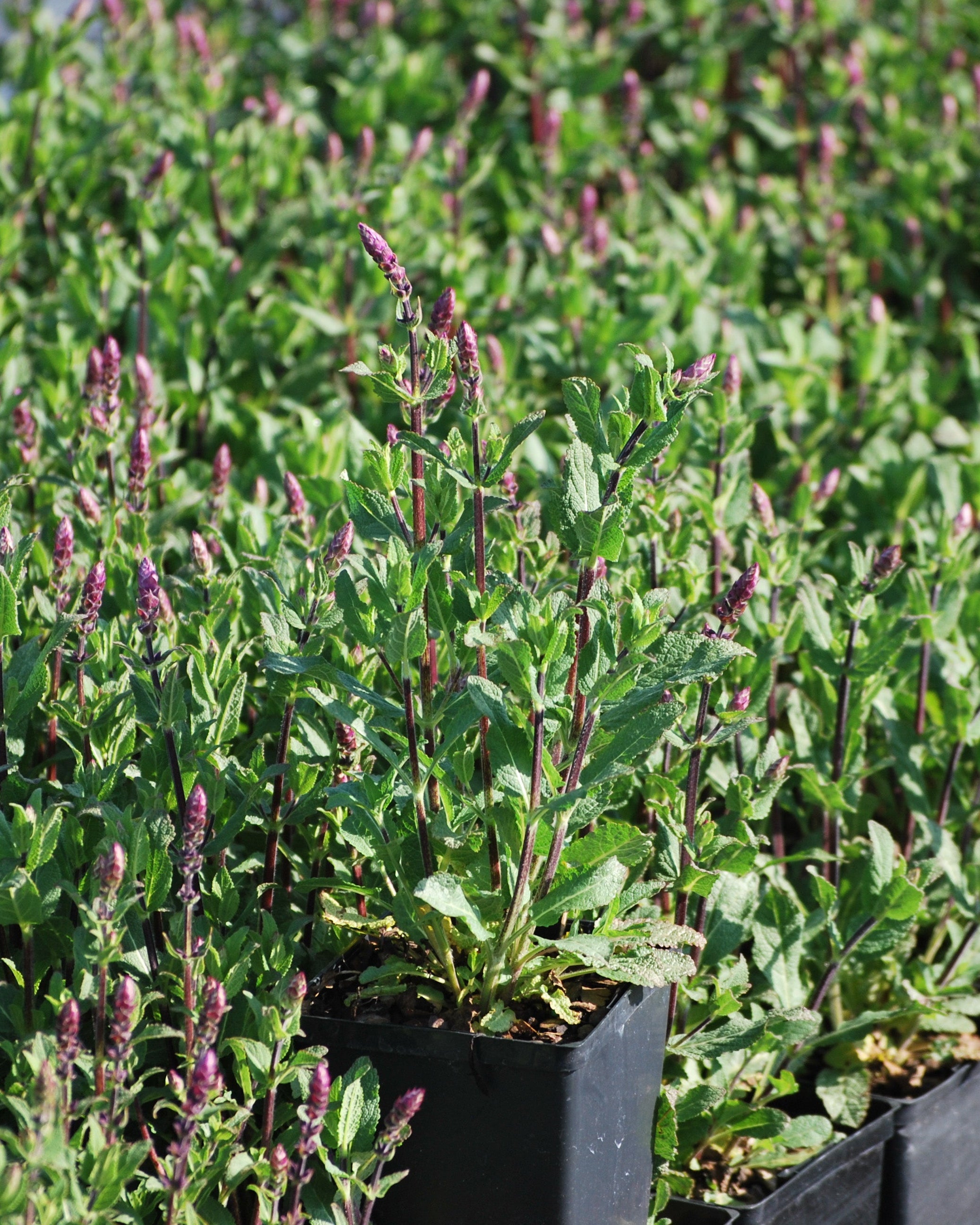 Perennial Farm Marketplace Salvia nemorosa Caradonna - Thumbnail 3