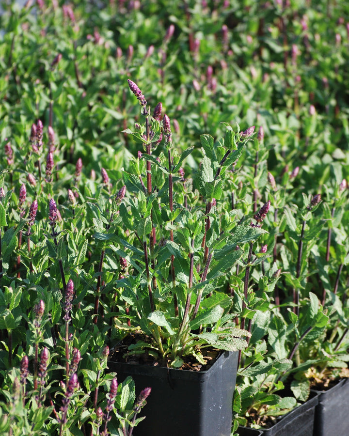 Salvia nemorosa 'Caradonna' (Sage)