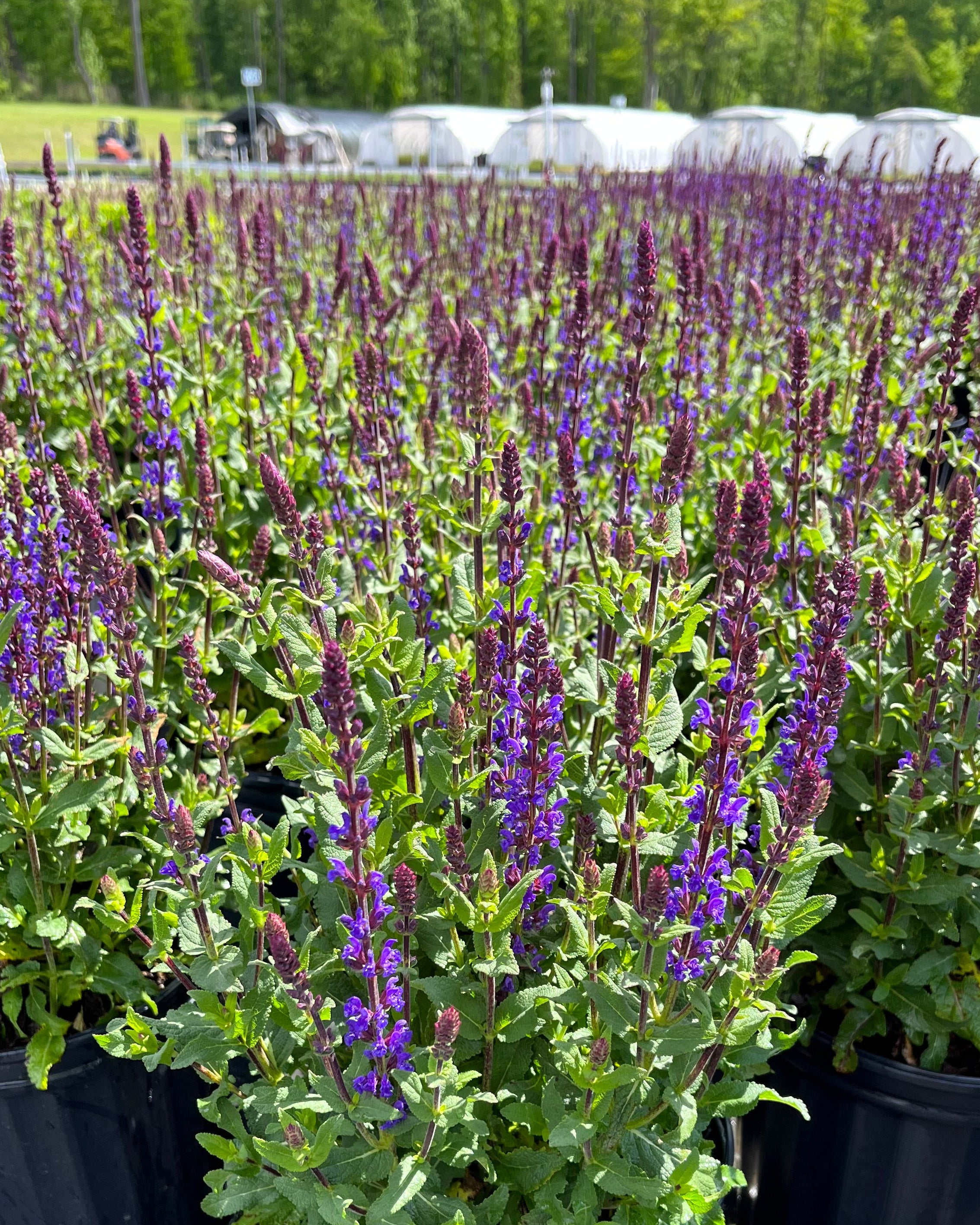 Perennial Farm Marketplace Salvia nemorosa Caradonna - Thumbnail 2