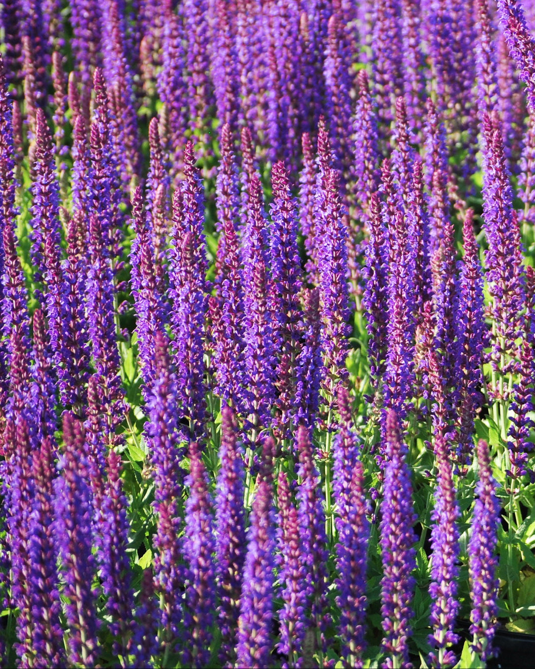 Salvia nemorosa 'East Friesland' (Sage)