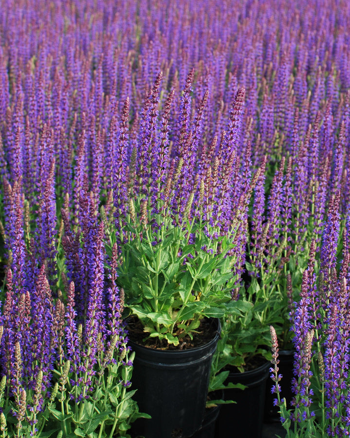 Salvia nemorosa 'East Friesland' (Sage)