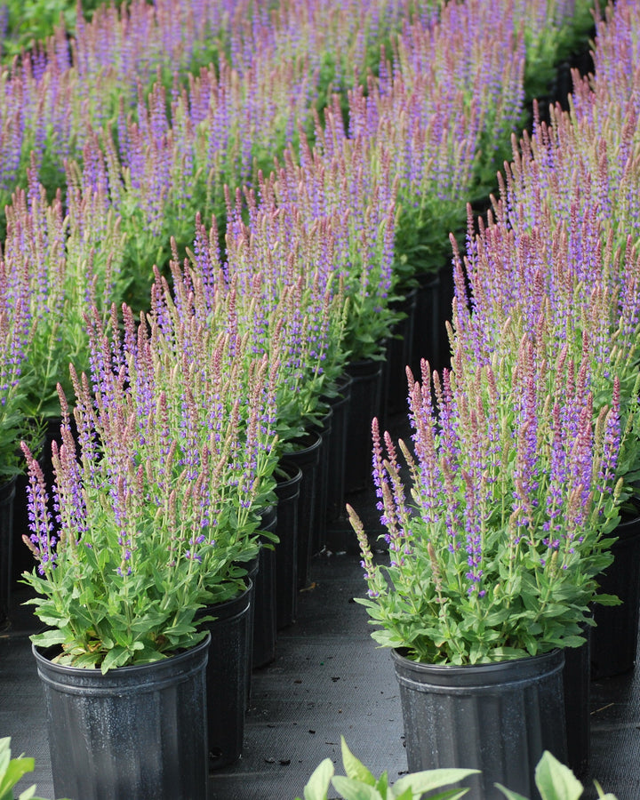 Salvia nemorosa 'East Friesland' (Sage)
