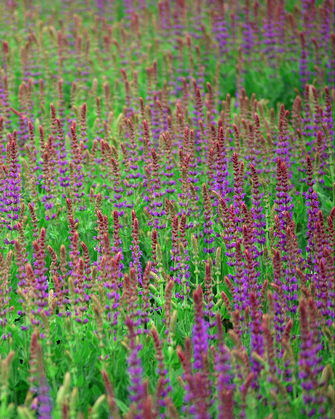 Salvia nemorosa 'East Friesland' (Sage)