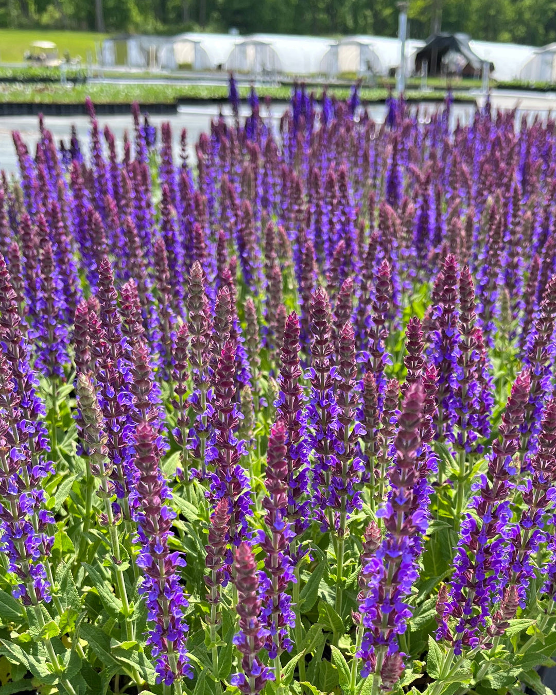 Salvia nemorosa 'East Friesland' (Sage)